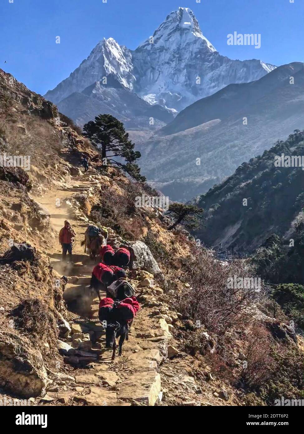 Mammals of southern asia hi-res stock photography and images - Alamy