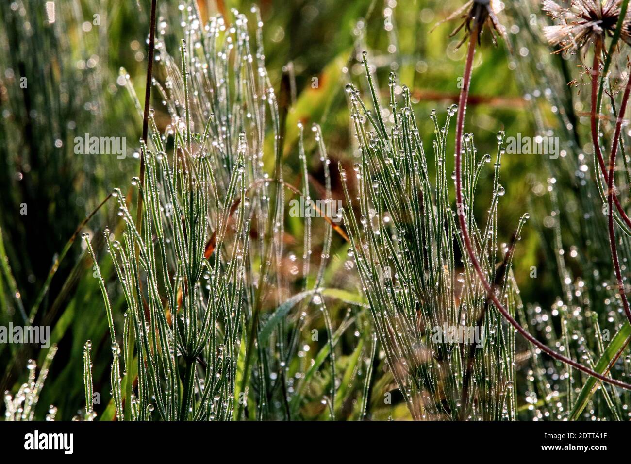 Close-up Of Wet Plants During Rainy Season Stock Photo