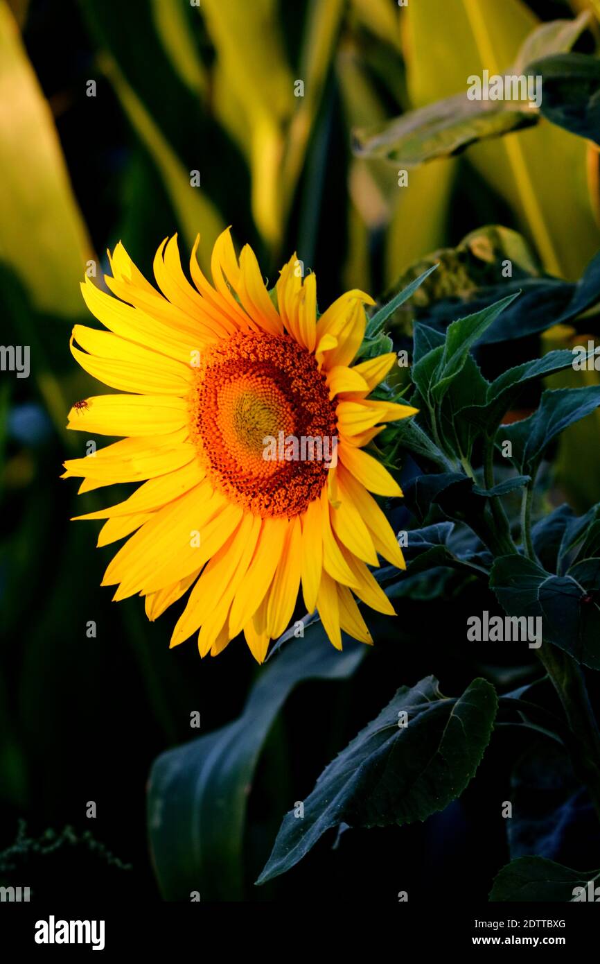 Close-up Of Yellow Sunflower Stock Photo