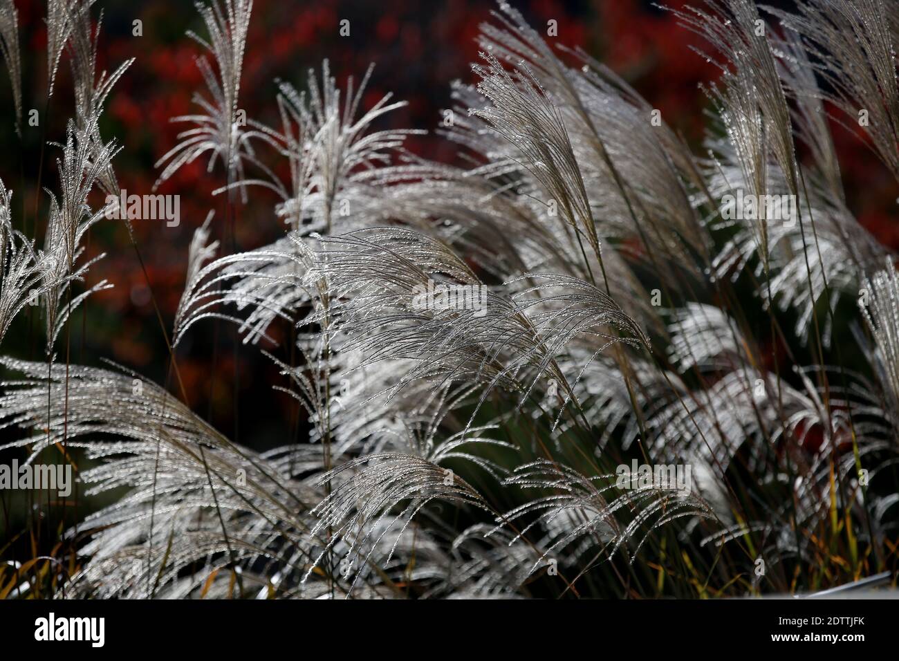 Close up Miscanthus floridulus , Japanese silver grass in autumn morning Stock Photo