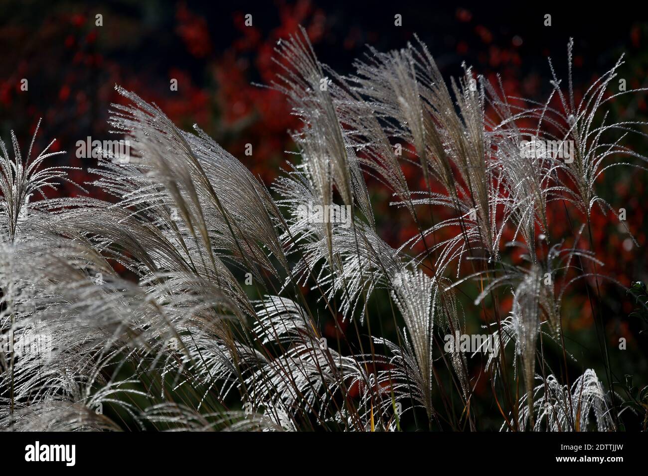 Close up Miscanthus floridulus , Japanese silver grass in autumn morning Stock Photo