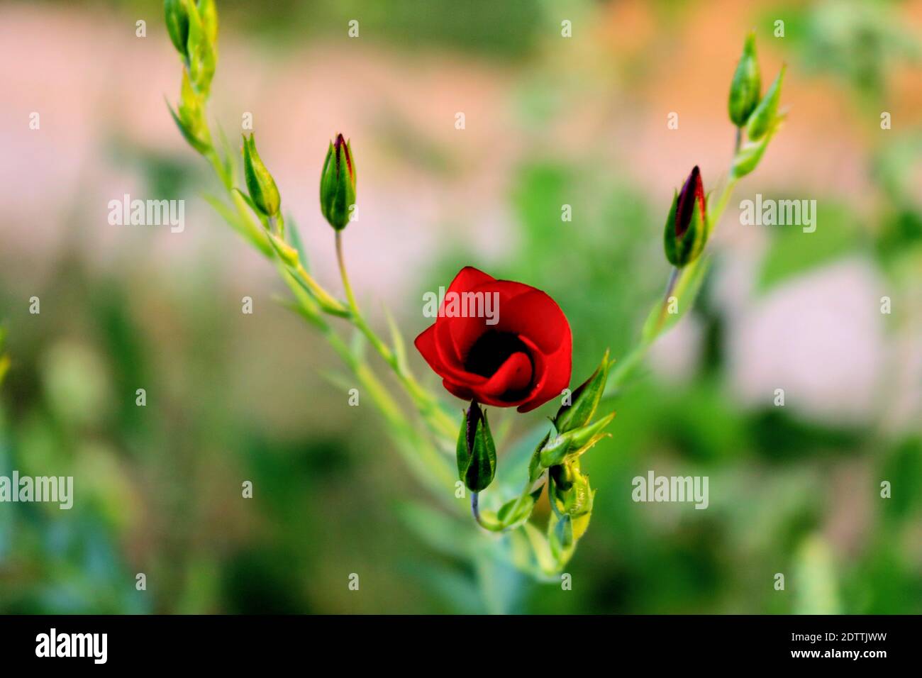 Close-up Of Red Flowering Plant Stock Photo