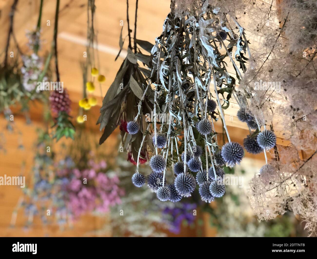 Hanging flowers from ceiling hires stock photography and images Alamy