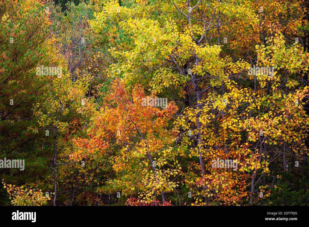 An autumn forest in Pennsylvania’s Pocono Mountains Stock Photo