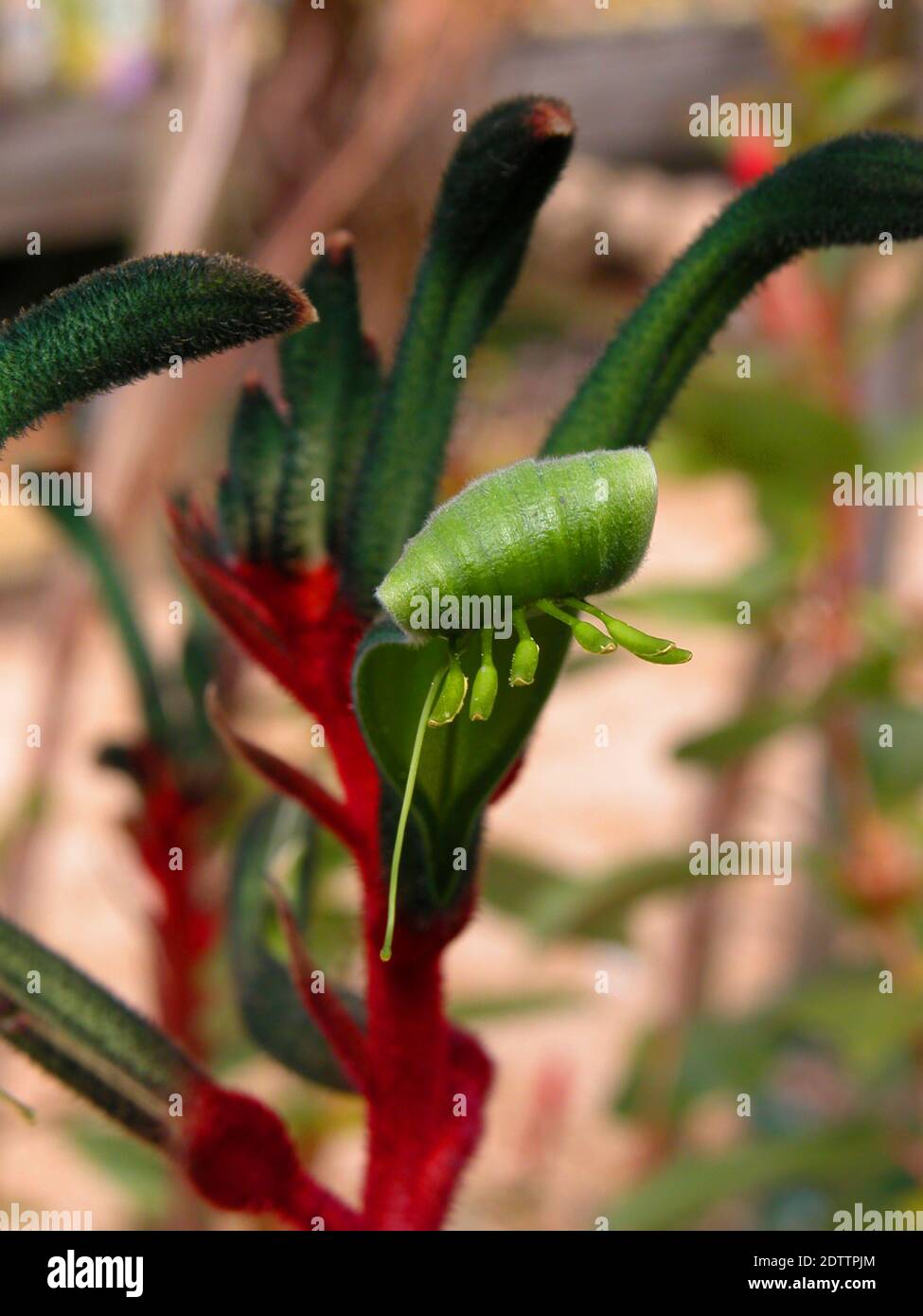 Redandgreen kangaroo paw flower (Anigozanthos manglesii), a plant
