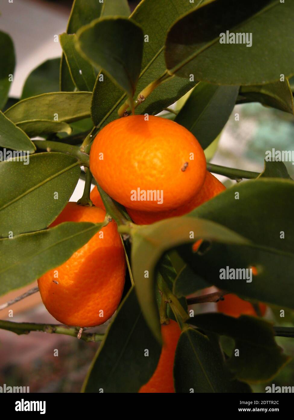 Kumquats (Citrus japonica), native to China, growing in an Australian garden Stock Photo