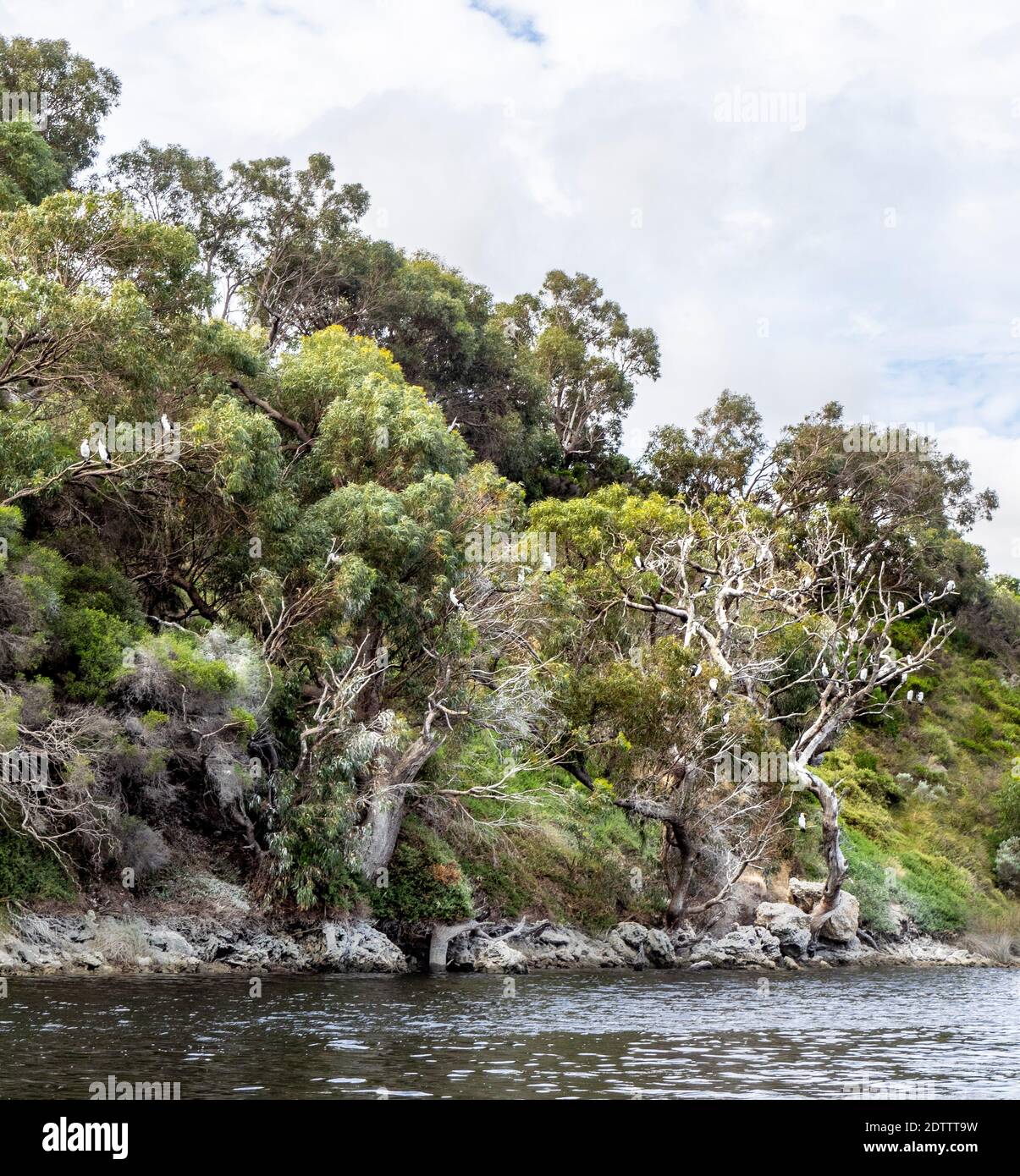 Melaleucas and eucalyptus trees and scrubs along Moore River Guilderton Western Australia Stock Photo