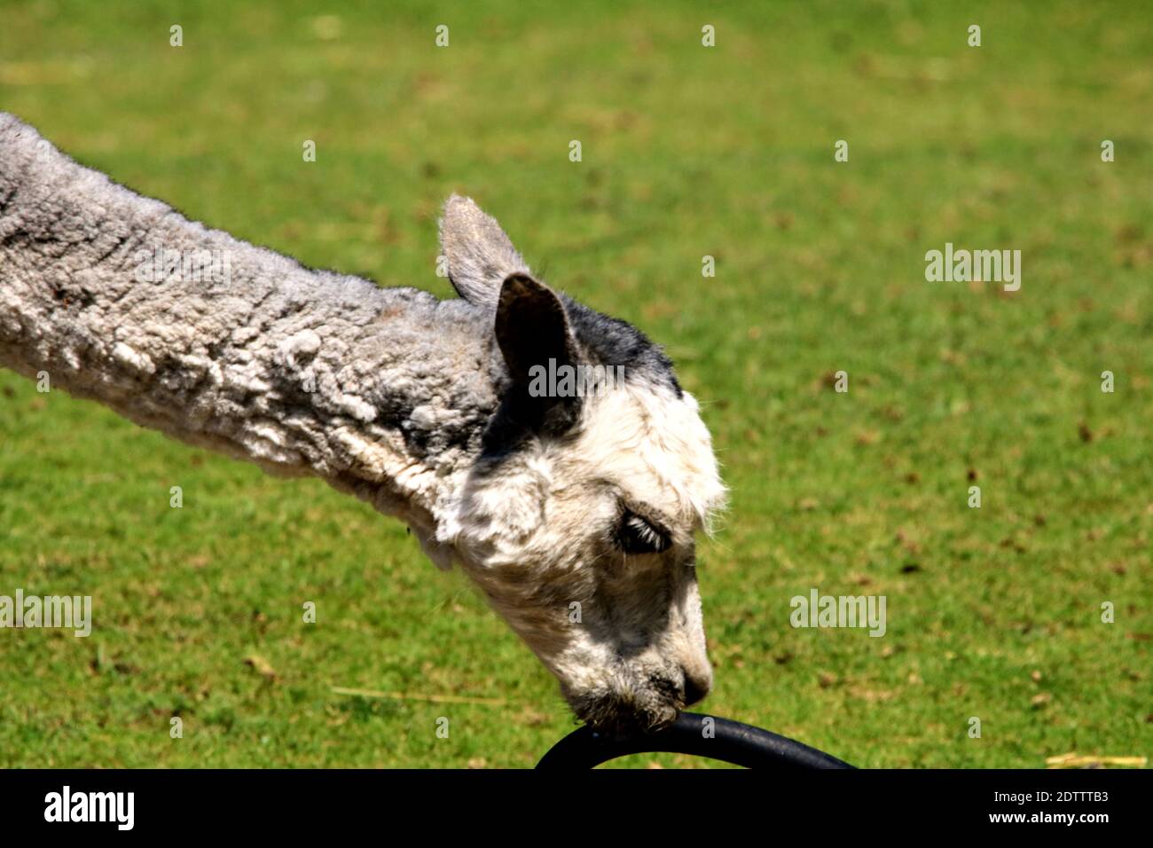 Dog On Grass Stock Photo