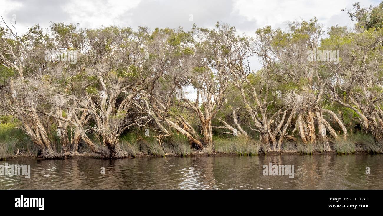 Melaleucas  paperbark trees along Moore River Guilderton Western Australia Stock Photo