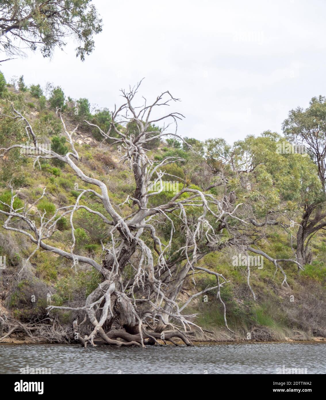 Melaleucas and eucalyptus trees and scrubs along Moore River Guilderton Western Australia Stock Photo