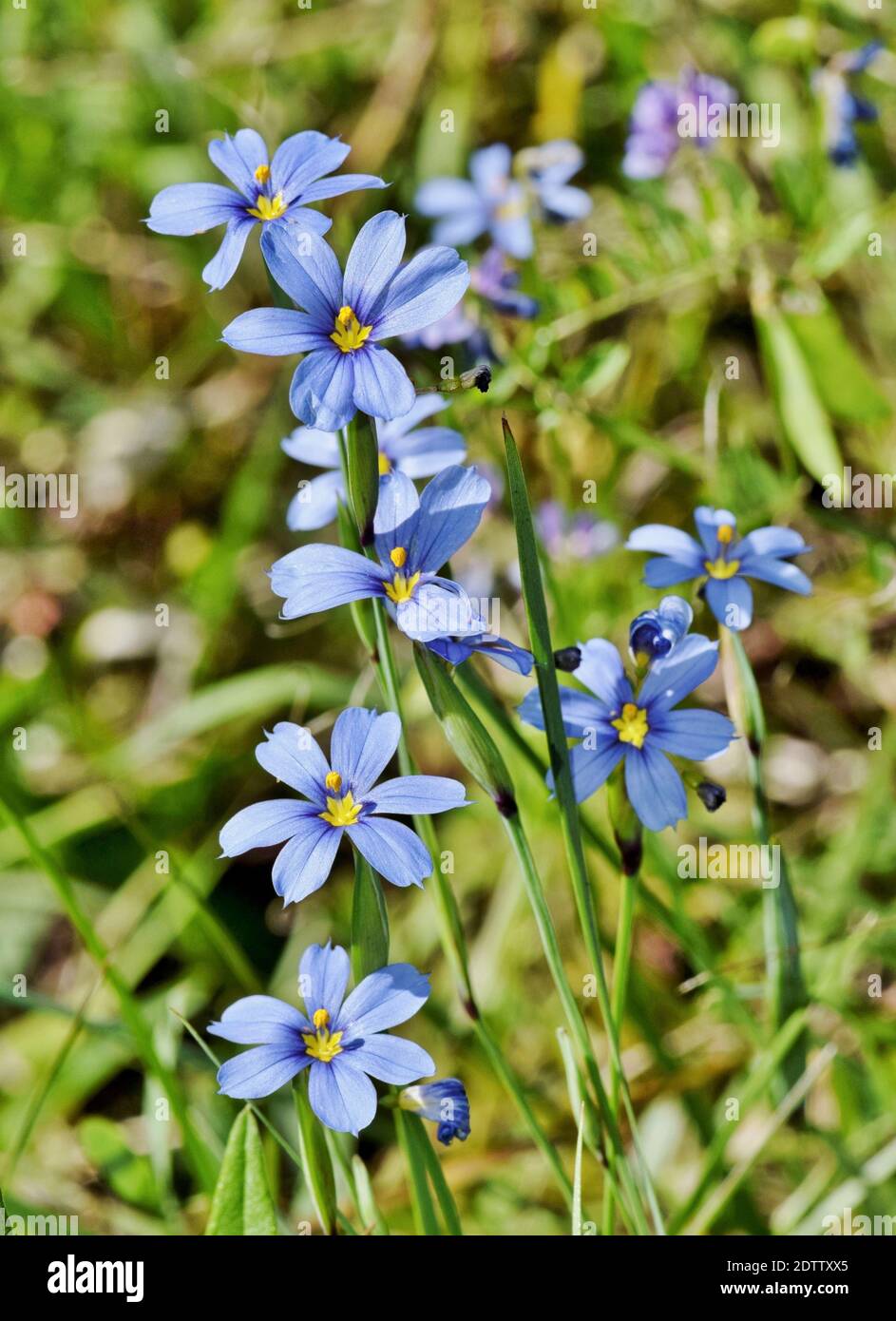 Blue-Eyed Grass wildflower patch Sisyrinchium with selective focus in Houston TX, vertical format closeup image. Stock Photo