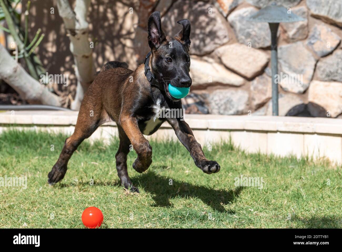 Belgian Malinois puppy running on the grass in the yard with a green ball Stock Photo