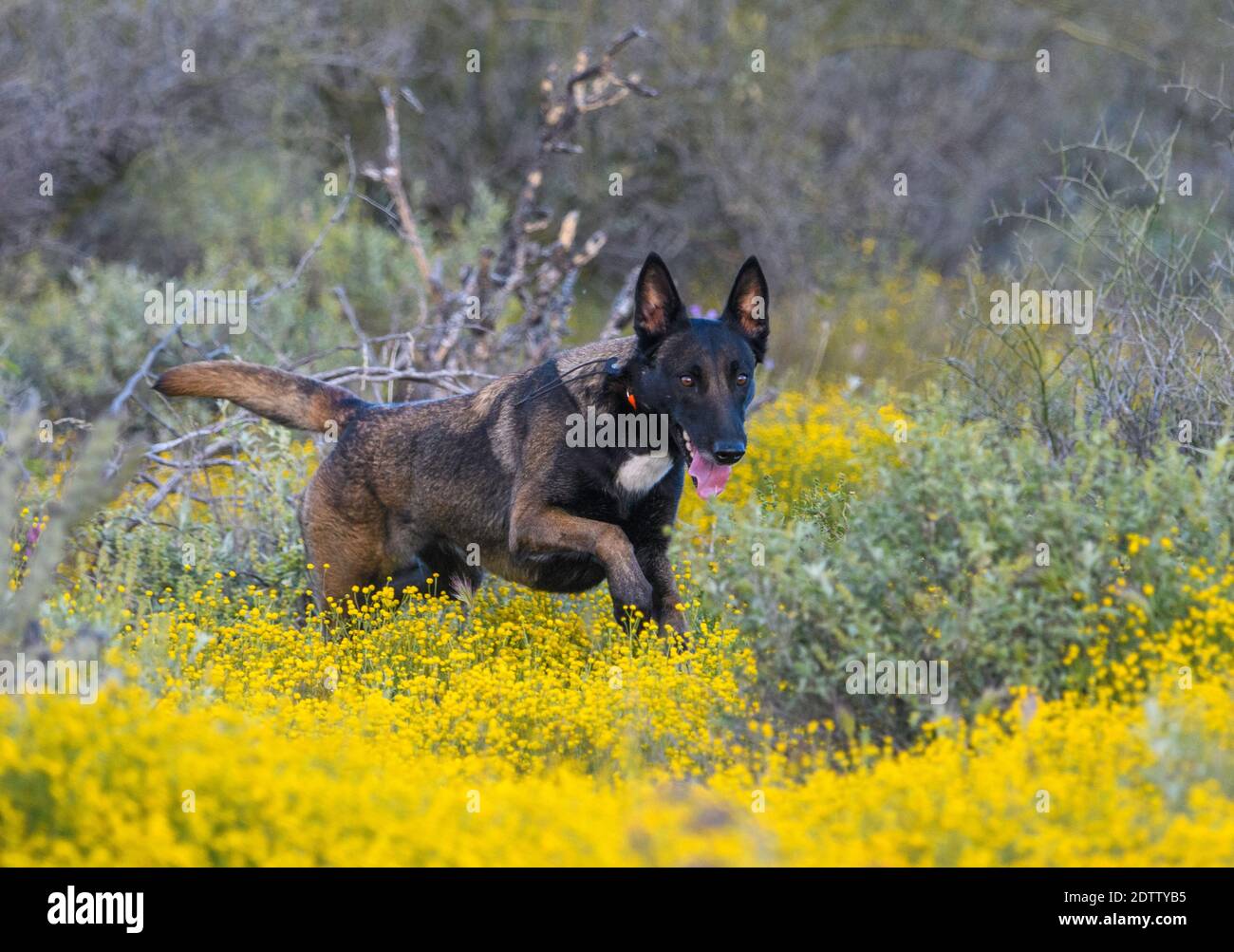 Dark colored belgian sales malinois