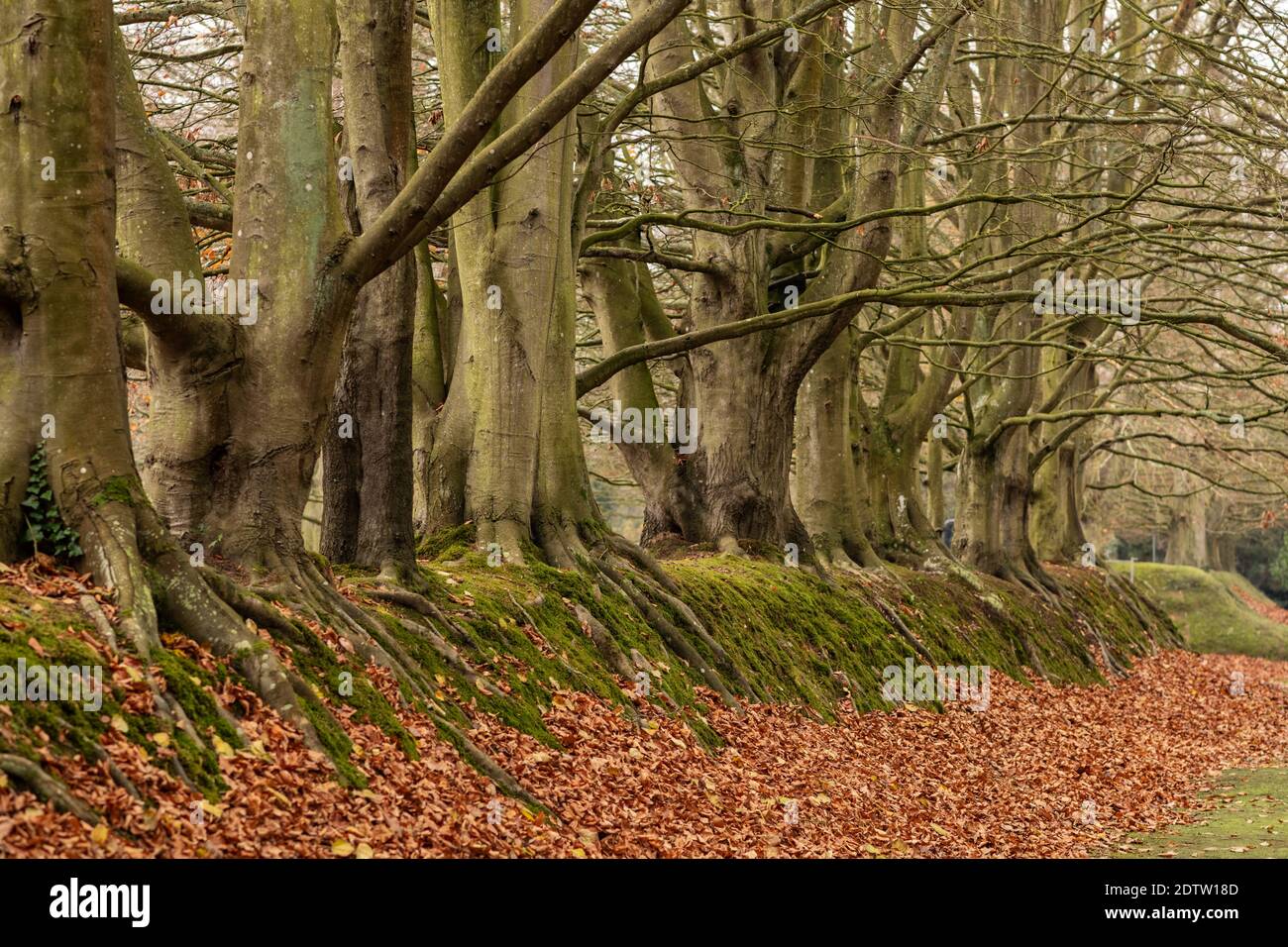 Big old beeches hi res stock photography and images Alamy