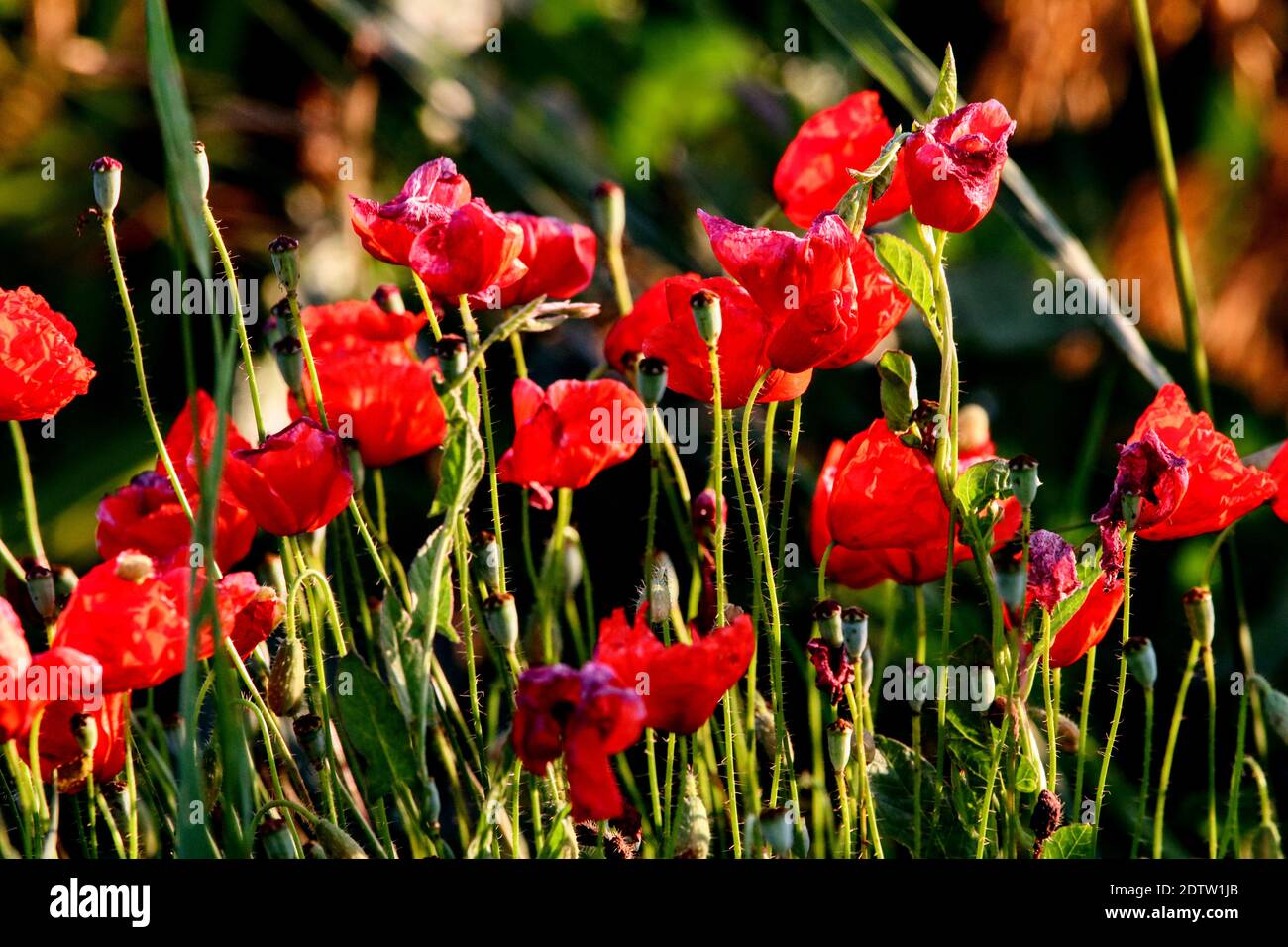 Close-up Of Red Flowering Plants On Field Stock Photo