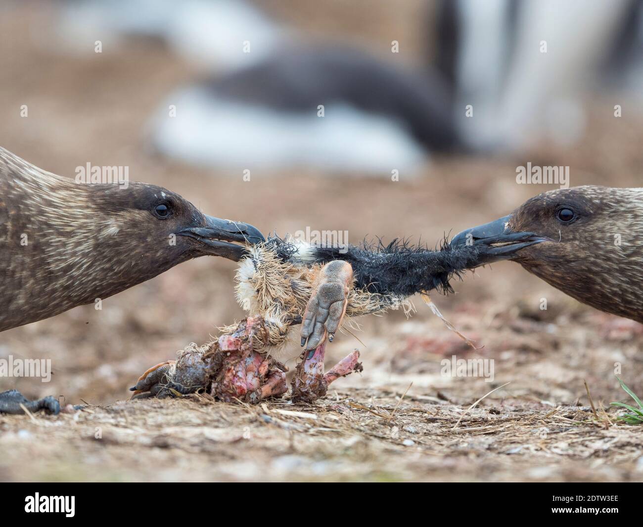 At carcass of Gentoo Penguin  (Pygoscelis papua) in colony.  Falkland Skua or Brown Skua (Stercorarius antarcticus, exact taxonomy is under dispute). Stock Photo