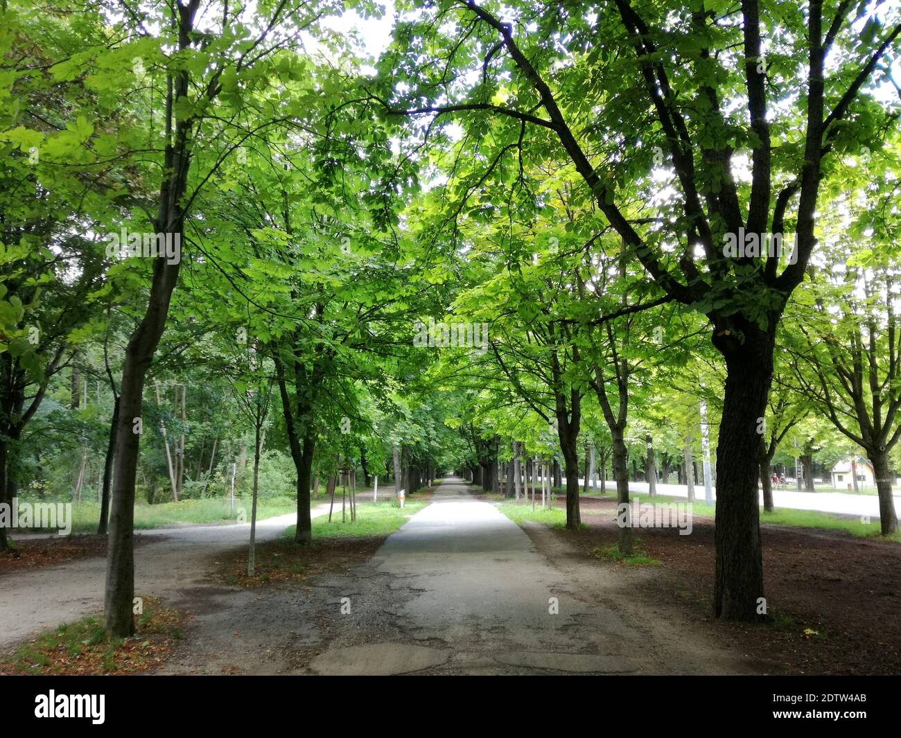 Road Amidst Trees In Park Stock Photo - Alamy
