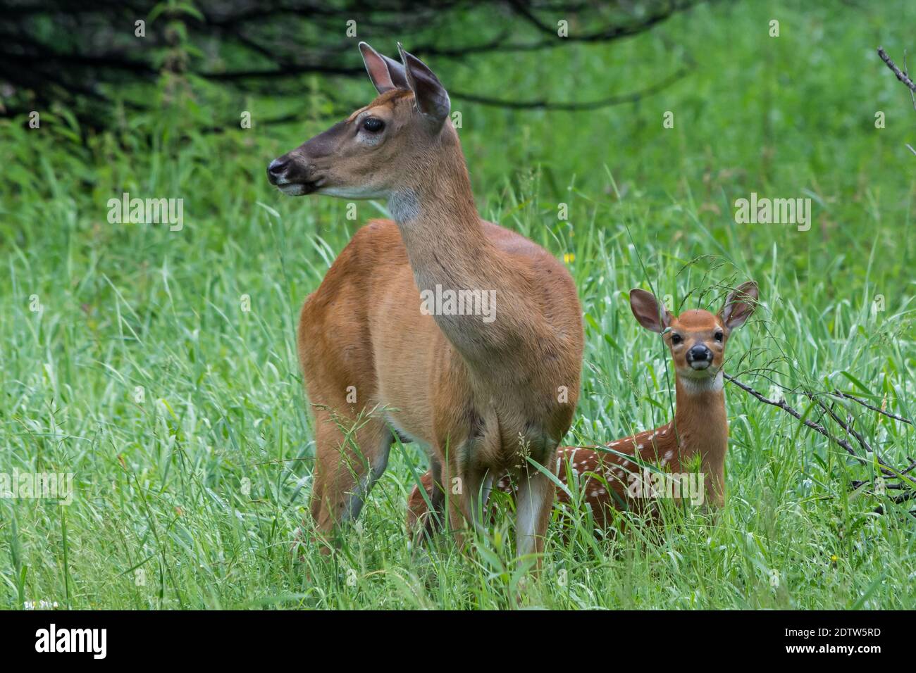 A mother doe deer keeps careful watch over her new baby fawn. Stock Photo