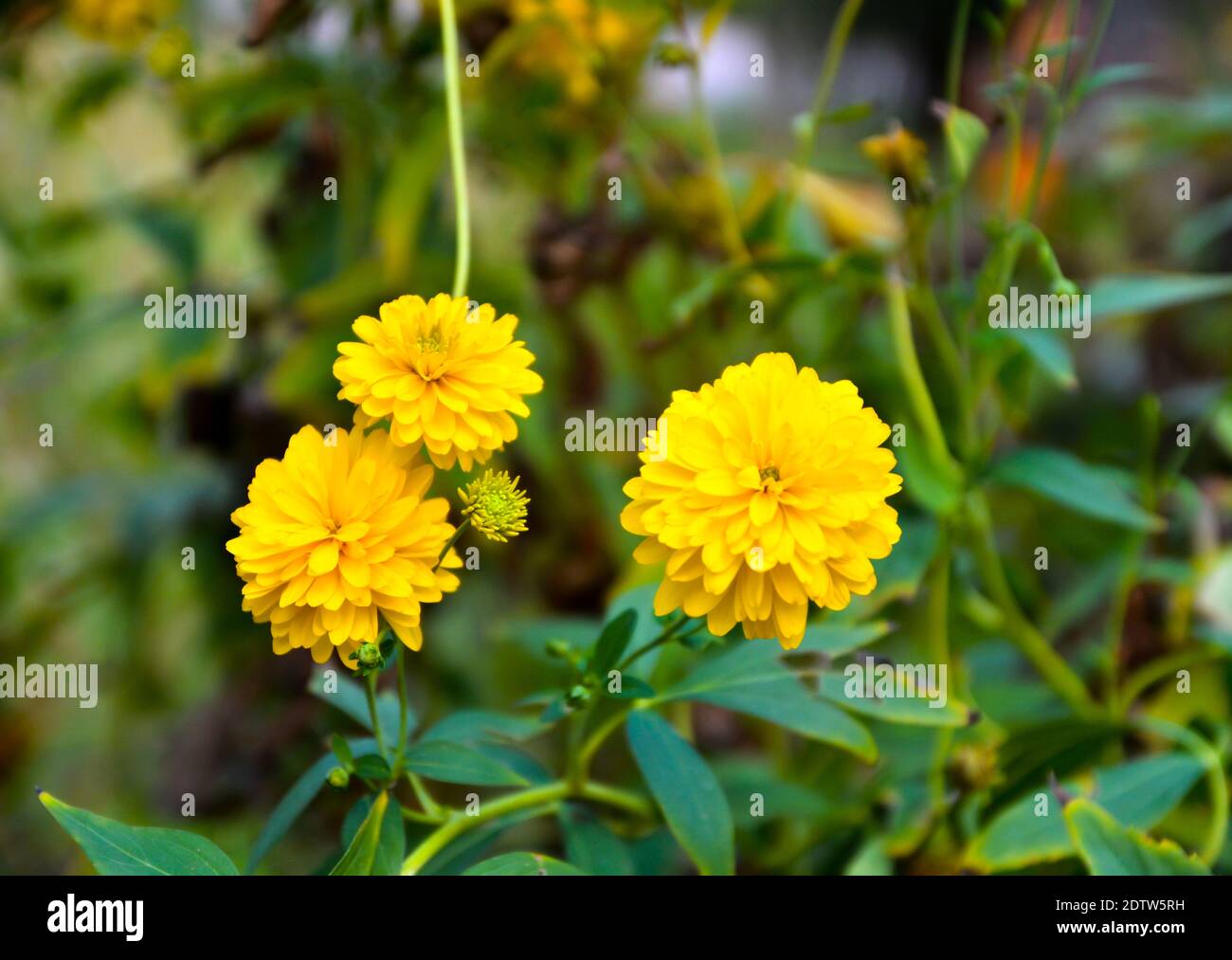 Beautiful yellow dahlia flower. Selective focus on flower. Stock Photo