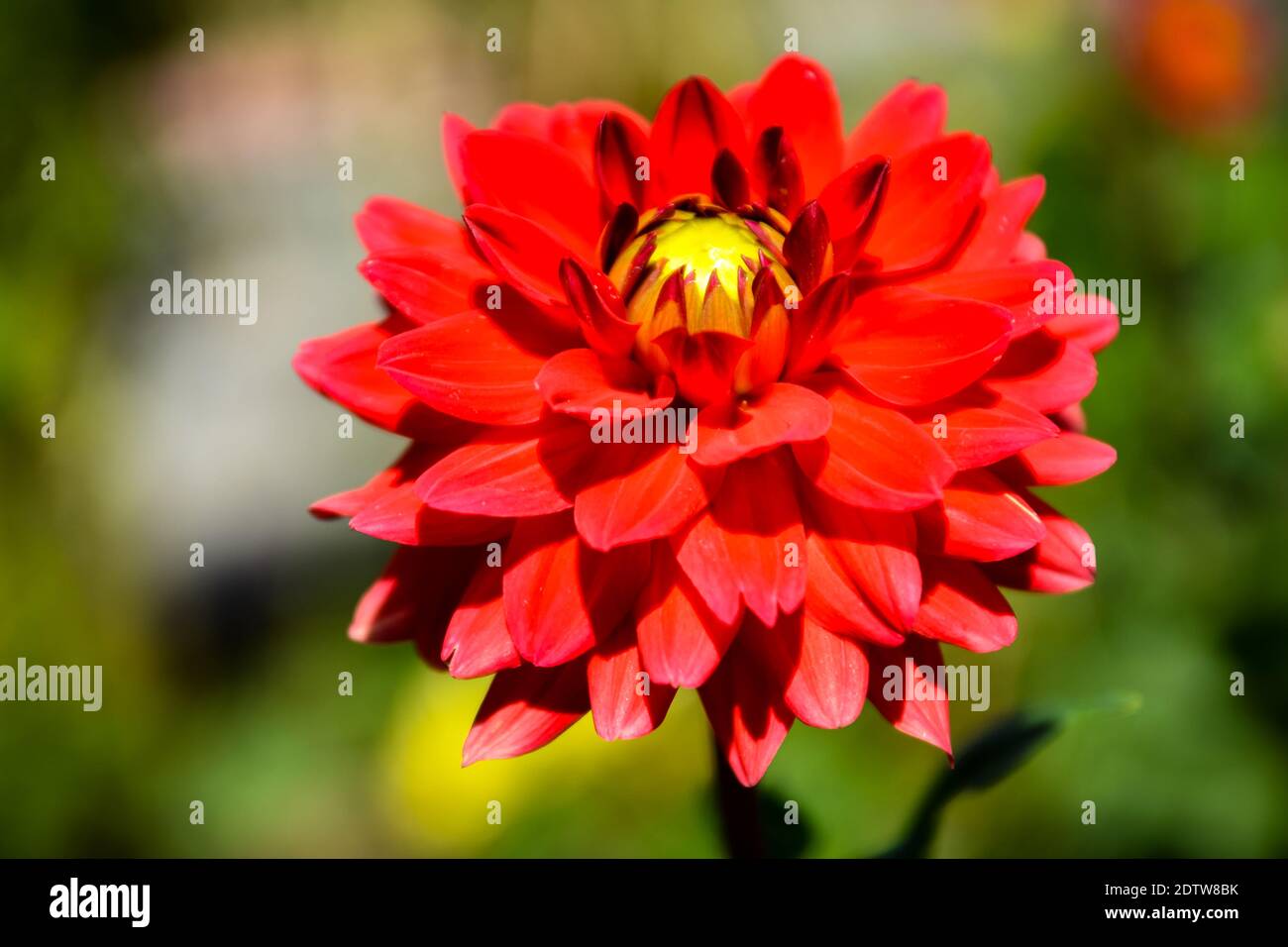 Beautiful red dahlia flower. Selective focus on flower. Stock Photo