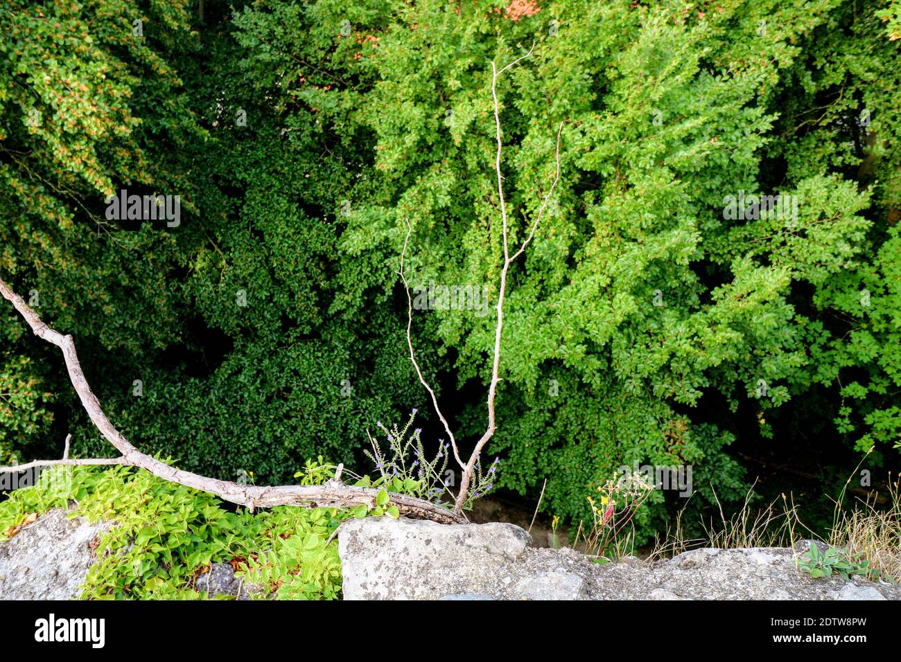 Scenic View Of Forest Stock Photo