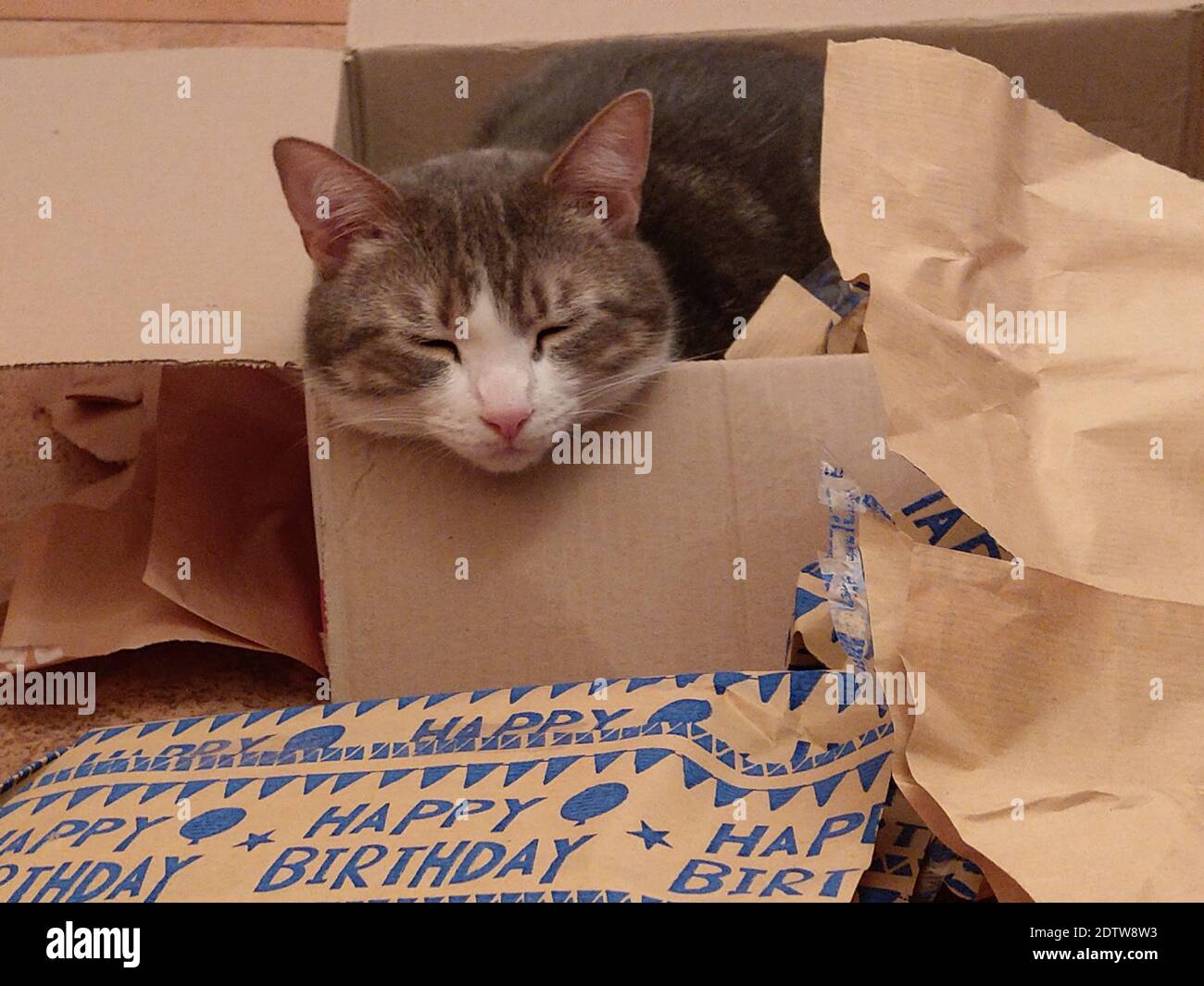 Cat Sleeping In Cardboard Box Stock Photo Alamy