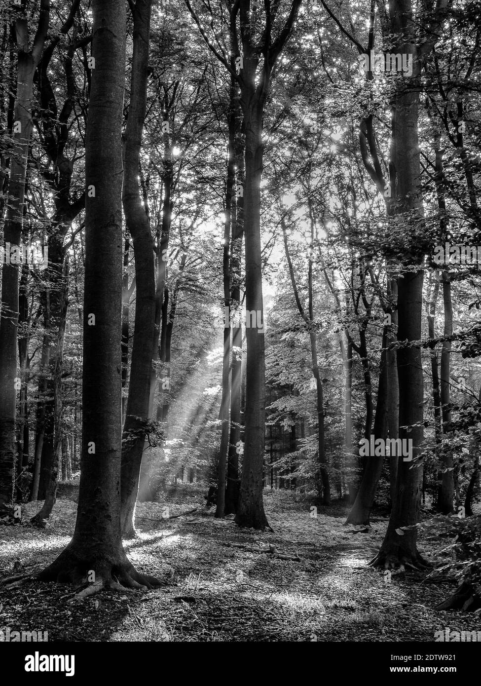 Trees In Forest Stock Photo Alamy
