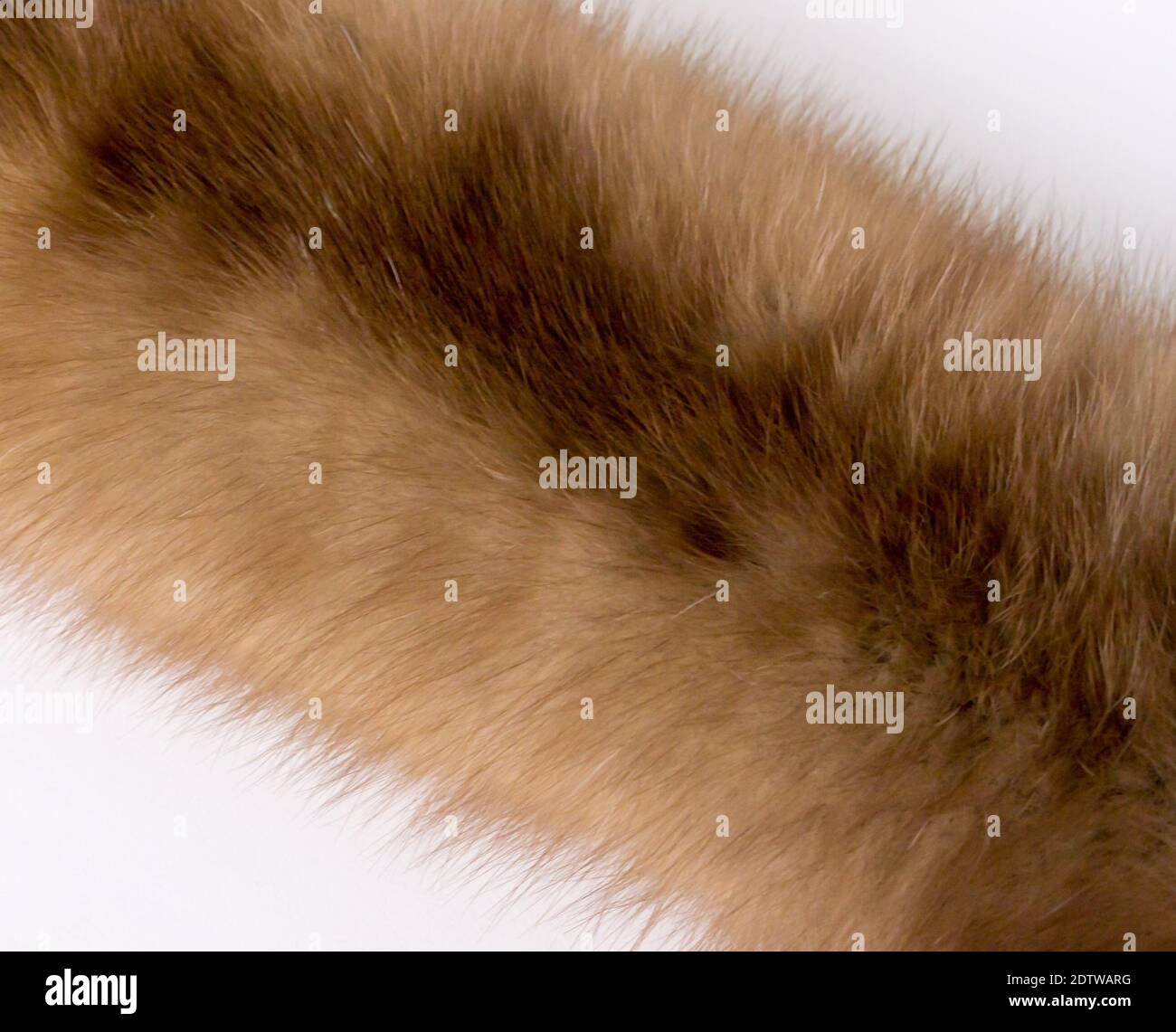 The Fur background and texture. Stock Photo