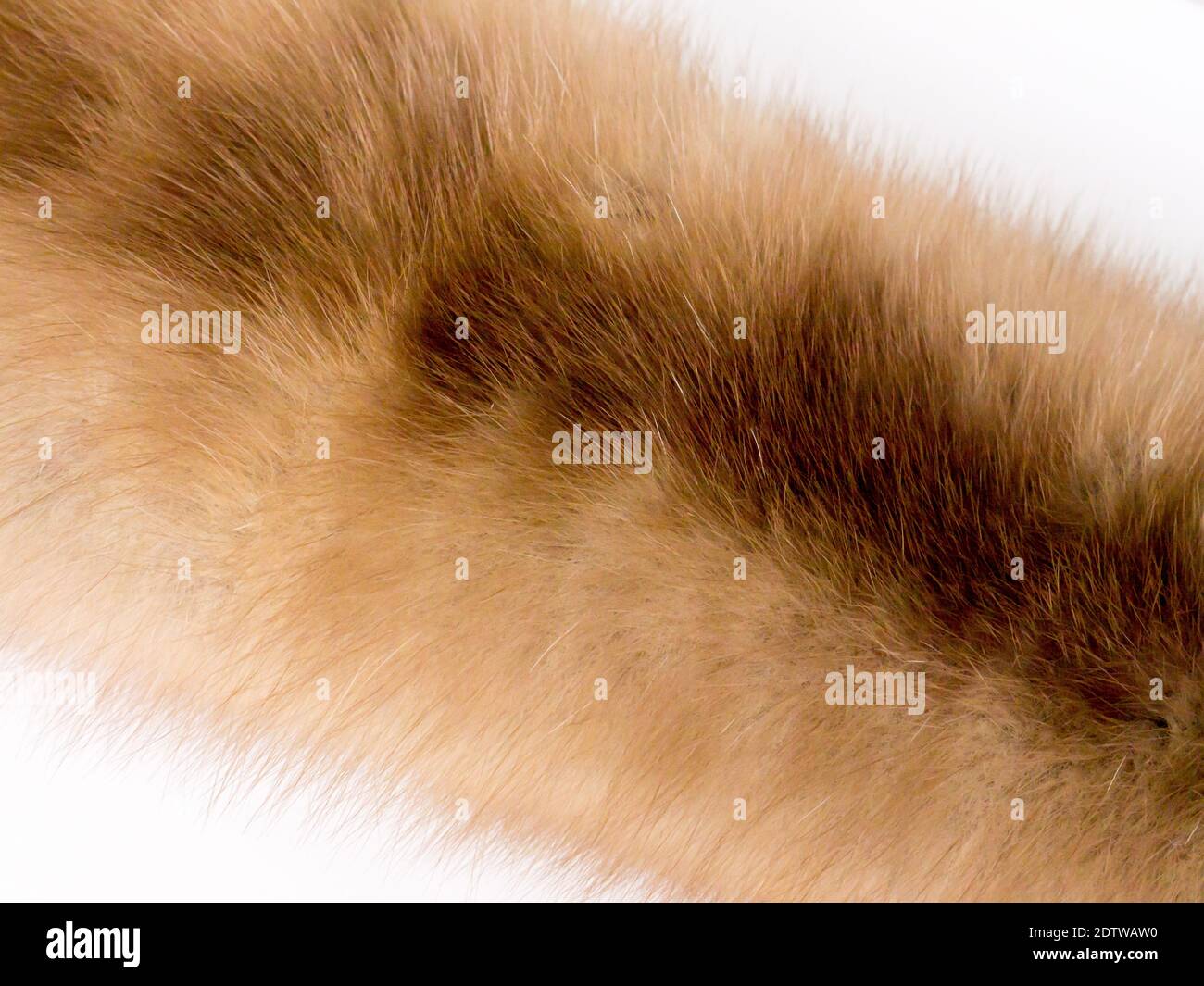 The Fur background and texture. Stock Photo