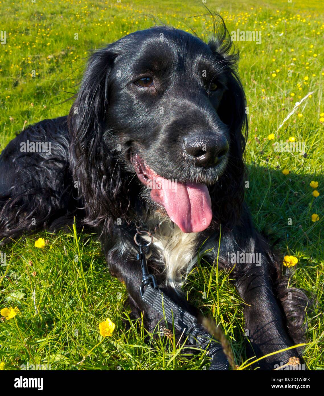 Working cocker spaniel dog with black hair and white chest in countryside panting on a hot summer day. Stock Photo