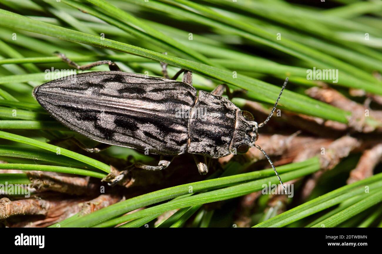 Sculptured Pine Borer beetle (Chalcophora virginiensis) in a clump of pine needles in Houston, TX. Stock Photo