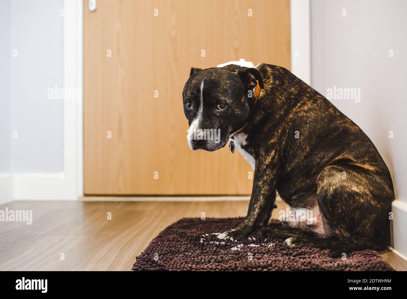Sad adopted dog with separation anxiety waits by the front door for its owner to return Stock Photo