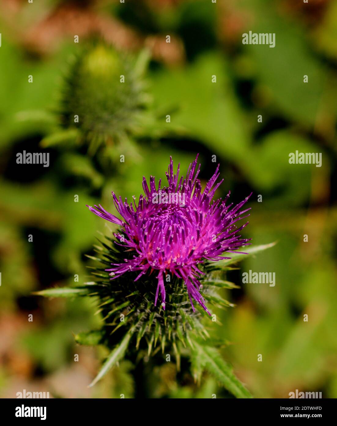 Close-up Of Purple Thistle Flower Stock Photo