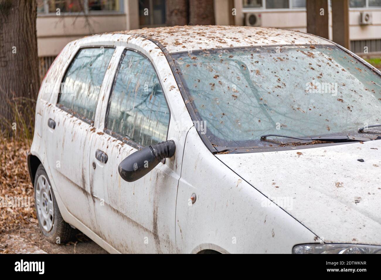 Birds Poop at Damaged Car Parked Under Tree Stock Photo Alamy
