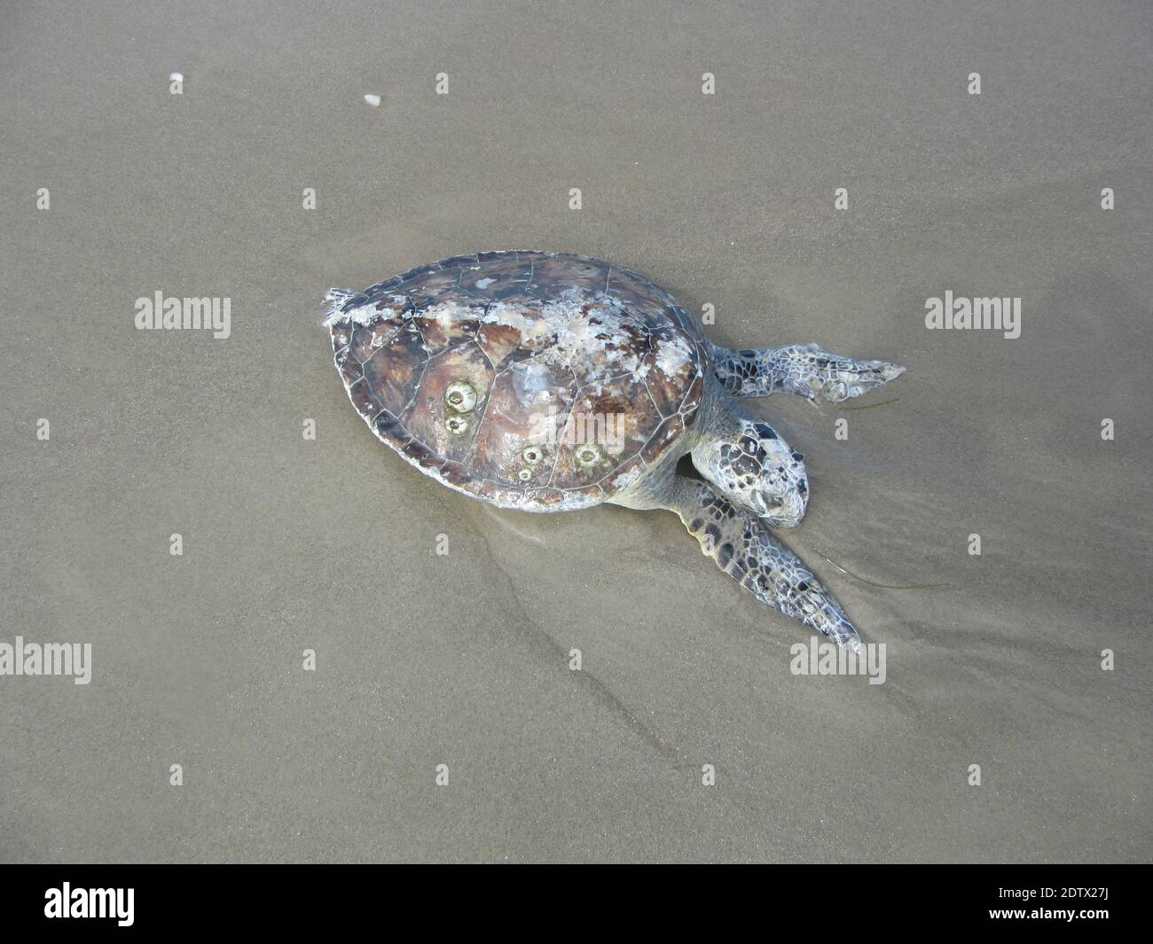 Dead sea turtle on the beach, Padre Island, Corpus Christi, Texas, concept on conservation, pollution, environment, Texas wildlife. Stock Photo