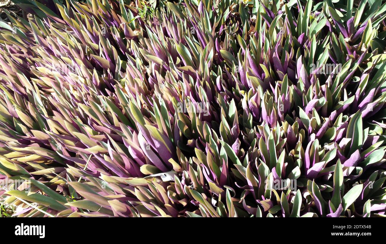 Thick purple and green grass ground cover in Corpus Christi, Texas