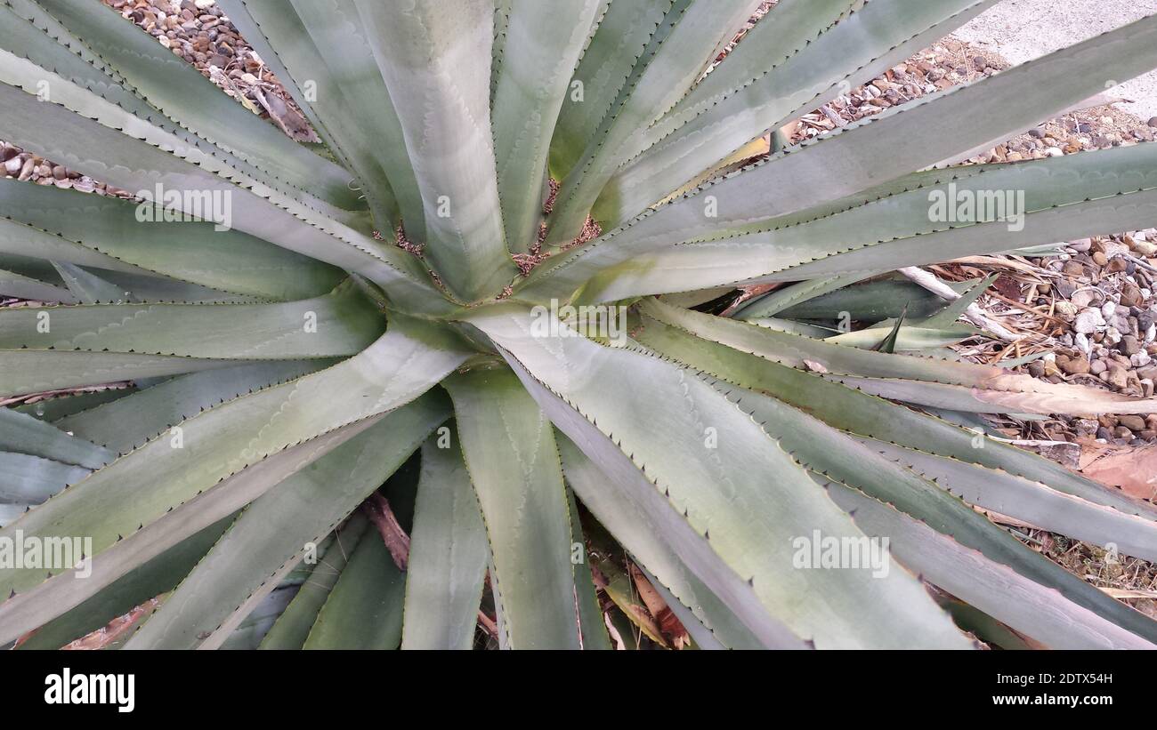 Closeup of an agave plant showing armor of thorns, spines along the edges of leaves, concept for nectar, tropics, tropical plants, tequila Stock Photo