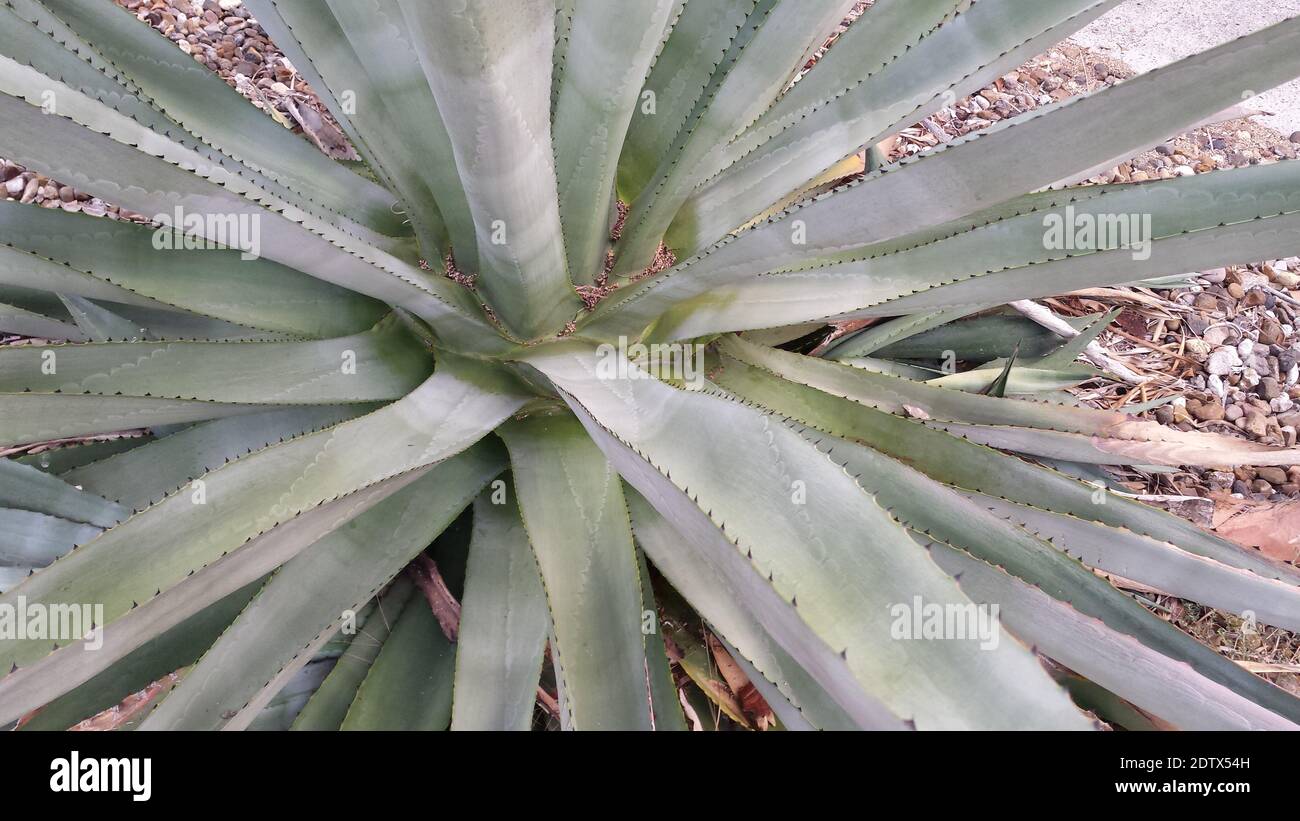 Closeup of an agave plant showing armor of thorns, spines along the edges  of leaves, concept for nectar, tropics, tropical plants, tequila Stock  Photo - Alamy