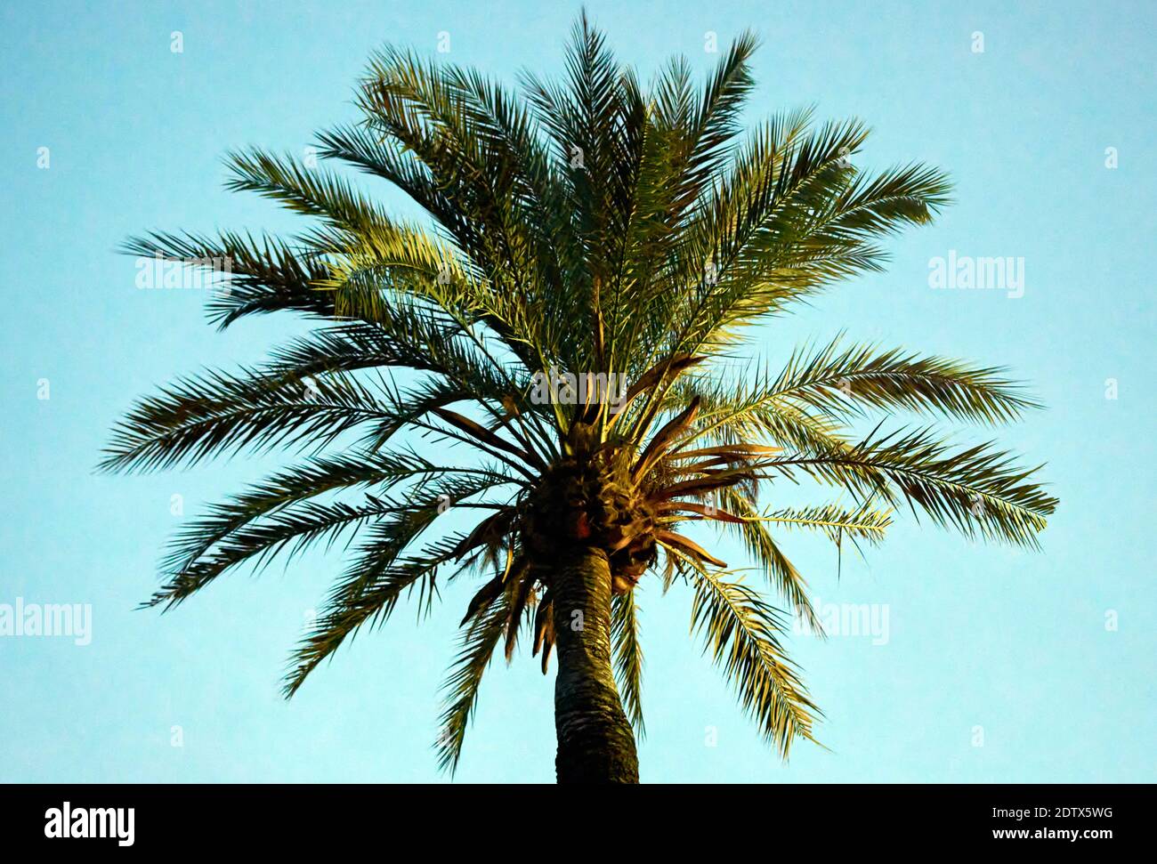 A low angle shot of a palm tree under a blue sunny sky Stock Photo - Alamy