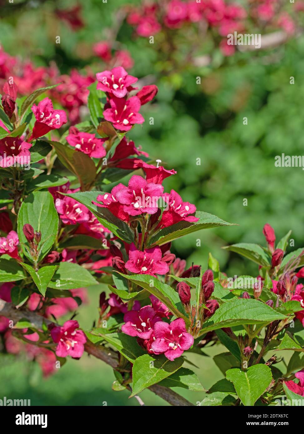 Flowering Weigelia, Weigela, in spring Stock Photo
