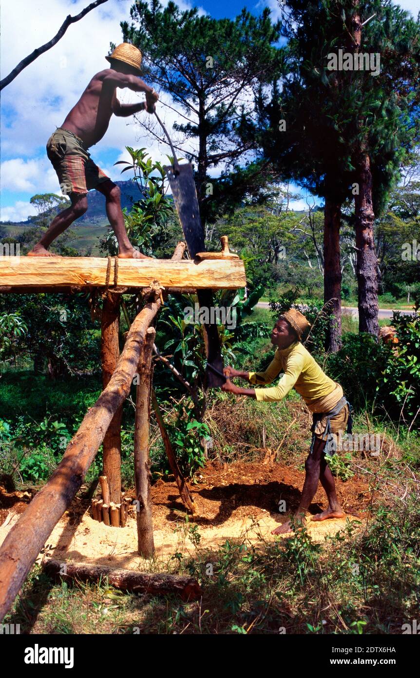 Sawyers in Madagascar Cutting Log Raised on Trestles or Platform with Whipsaw or Pitsaw in Primitive Manual Sawmill in Central Madagascar Stock Photo