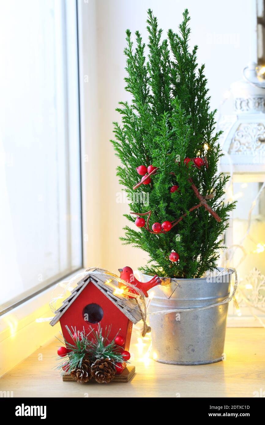 Decorative cypress with an iron pot in New Year's decorations Stock Photo Alamy