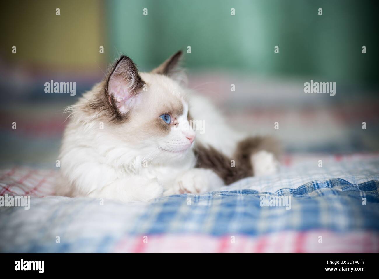 small two month old Ragdoll kitten at home Stock Photo - Alamy