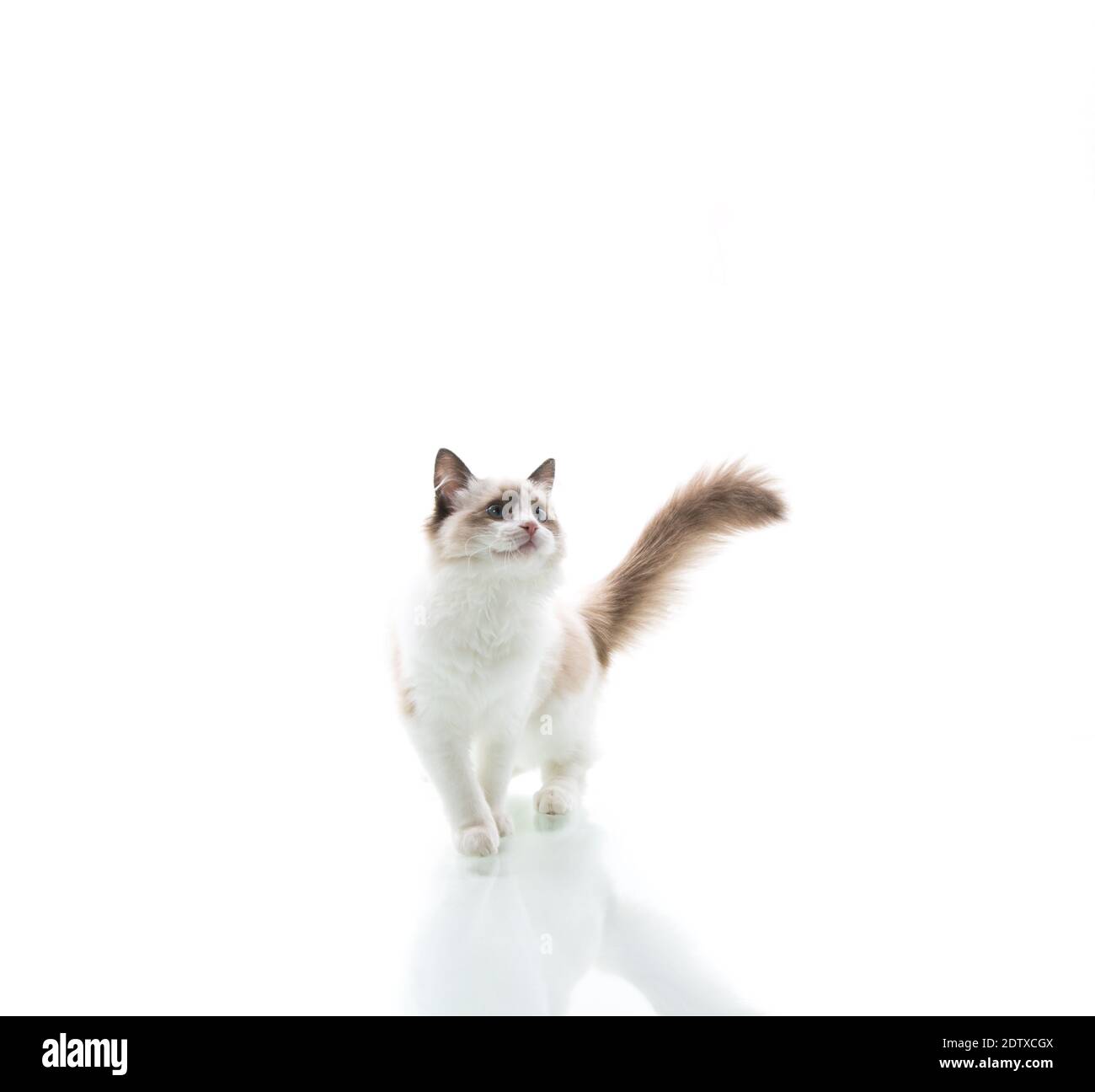 Young beautiful Ragdoll cat isolated on white background Stock Photo ...
