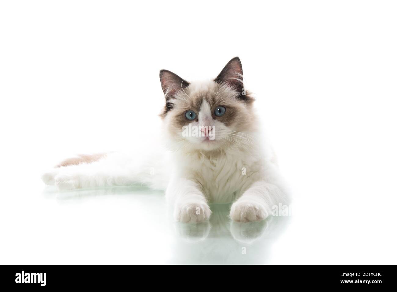 Young beautiful Ragdoll cat isolated on white background Stock Photo ...