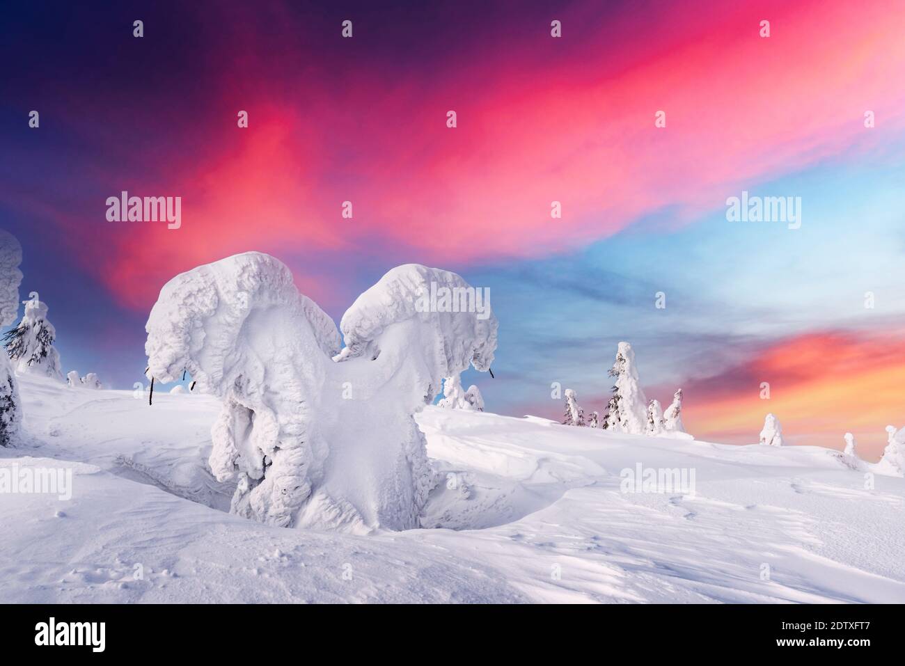 Fantastic winter landscape with snowy trees and sunrise pink sky. Lapland, Finland, Europe. Christmas holiday concept Stock Photo