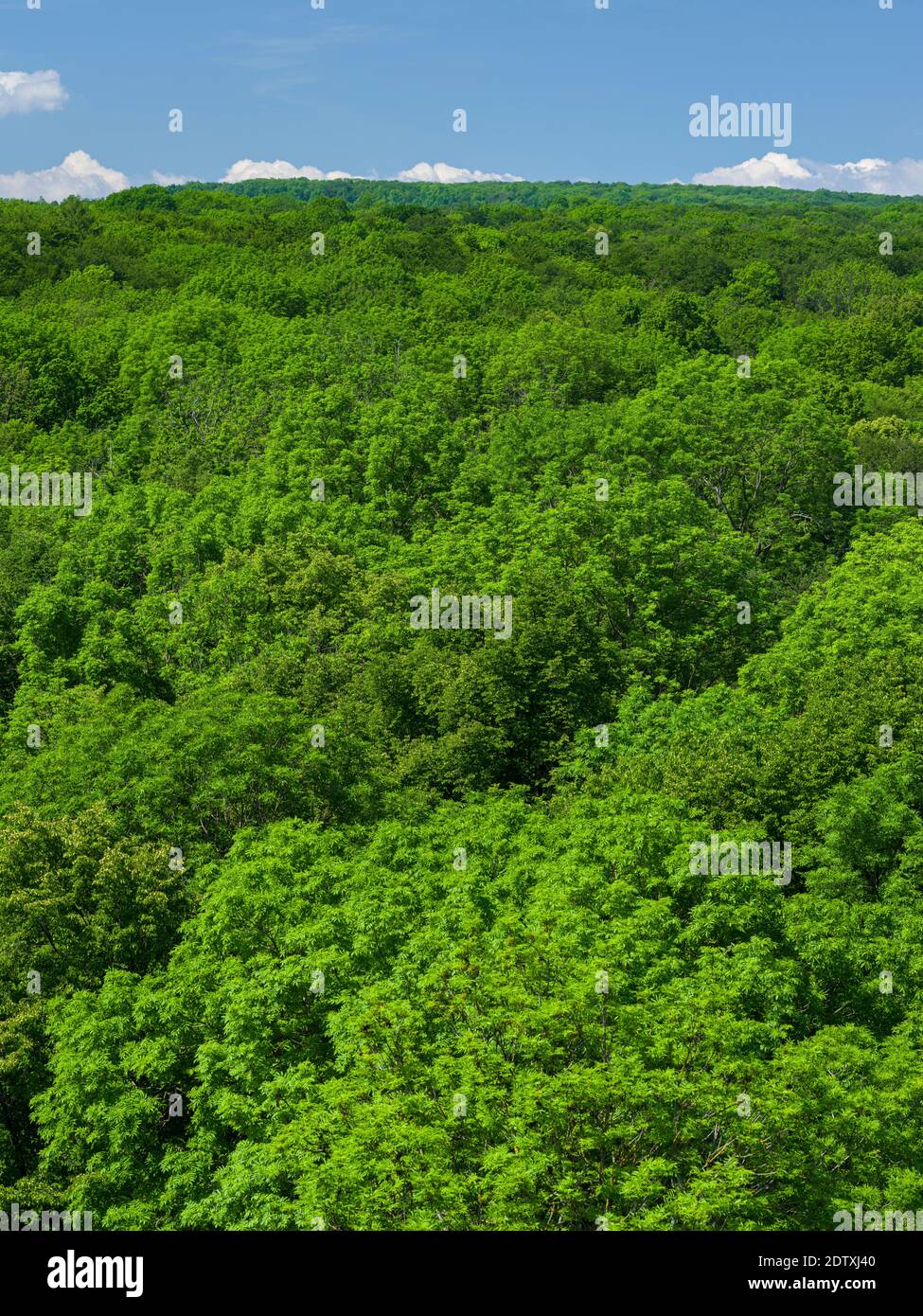 The canopy seen from the Canopy Walk  The woodland Hainich in Thuringia, National Park and  part of the UNESCO world heritage - Primeval Beech Forests Stock Photo
