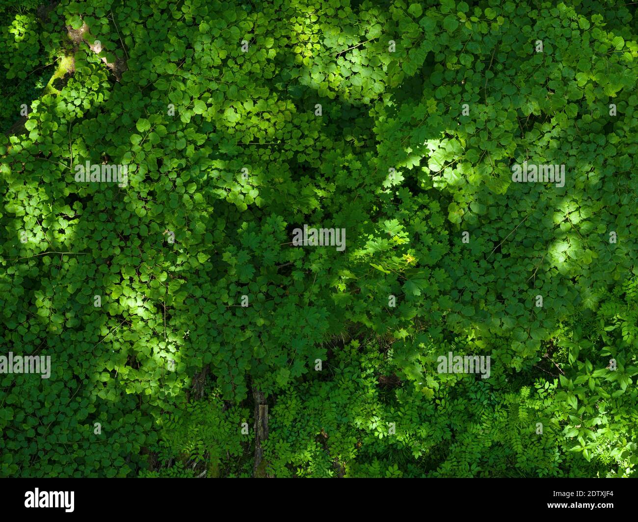 The canopy seen from the Canopy Walk  The woodland Hainich in Thuringia, National Park and  part of the UNESCO world heritage - Primeval Beech Forests Stock Photo