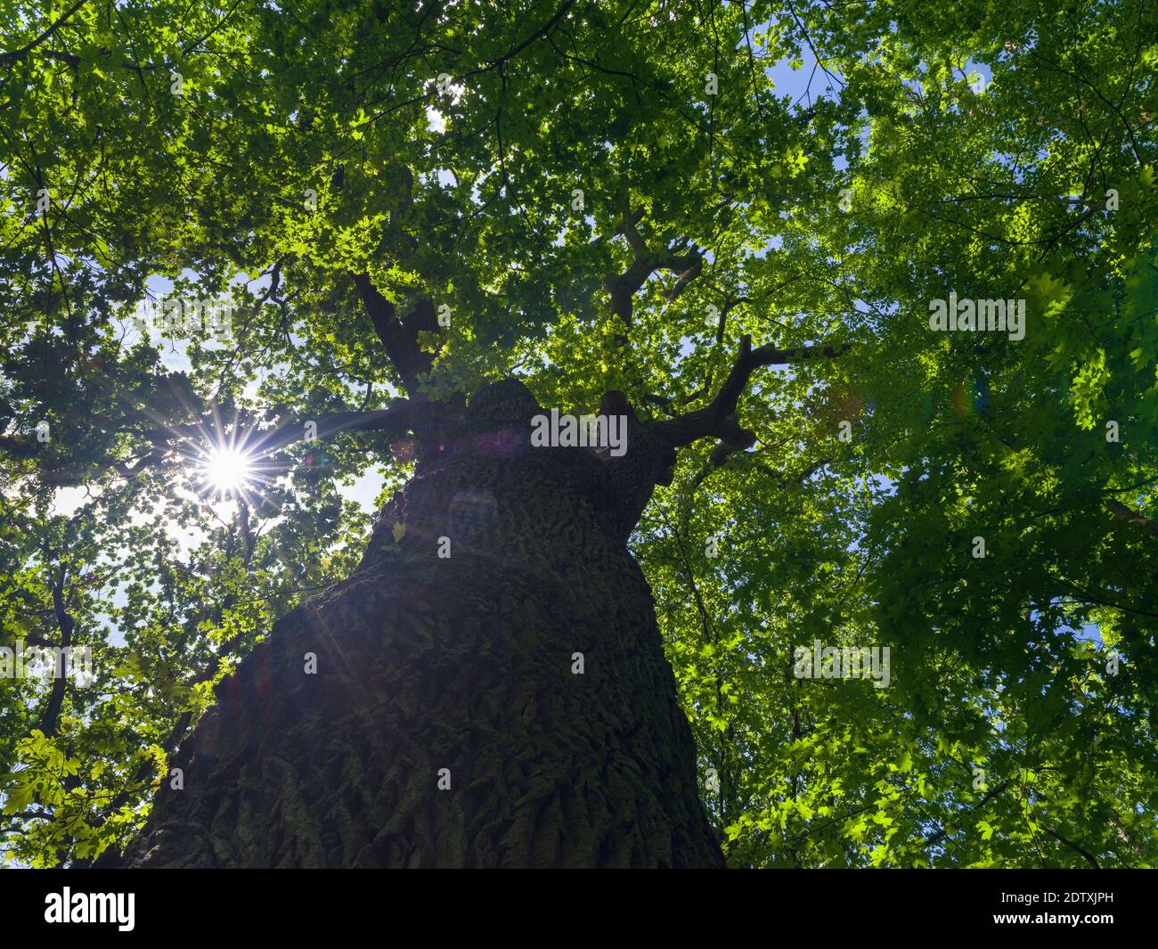 The Alte Eiche (old oak), one of the oldest tree in the NP.   The woodland Hainich in Thuringia, National Park and  part of the UNESCO world heritage Stock Photo