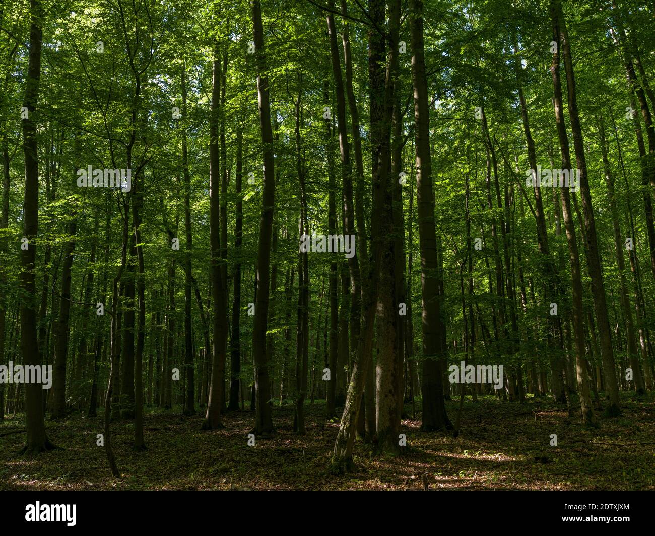 The woodland Hainich in Thuringia, National Park and  part of the UNESCO world heritage - Primeval Beech Forests of the Carpathians and the Ancient Be Stock Photo